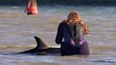 Volunteers rush to save stranded dolphins using buckets and towels in New Zealand