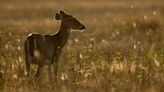 Kansas lets hunters bait deer. Most states don’t. A disease might make Kansas change