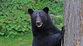 Afield: Preliminary figures show a sub-par bear harvest in Pennsylvania. Take a look