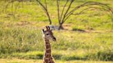 Look: Tulsa Zoo gives baby giraffe a name for National Daughters Day
