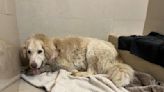 Great Pyrenees Rescued After Almost Being Strangled by Leash Needs Very Special Foster