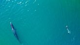 “Es una explosión”: el inesperado regreso al mar patagónico de la ballena sei, desaparecida desde 1929