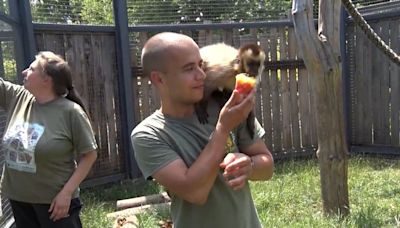 Animals in Bulgarian zoo cool off with homemade ice cream