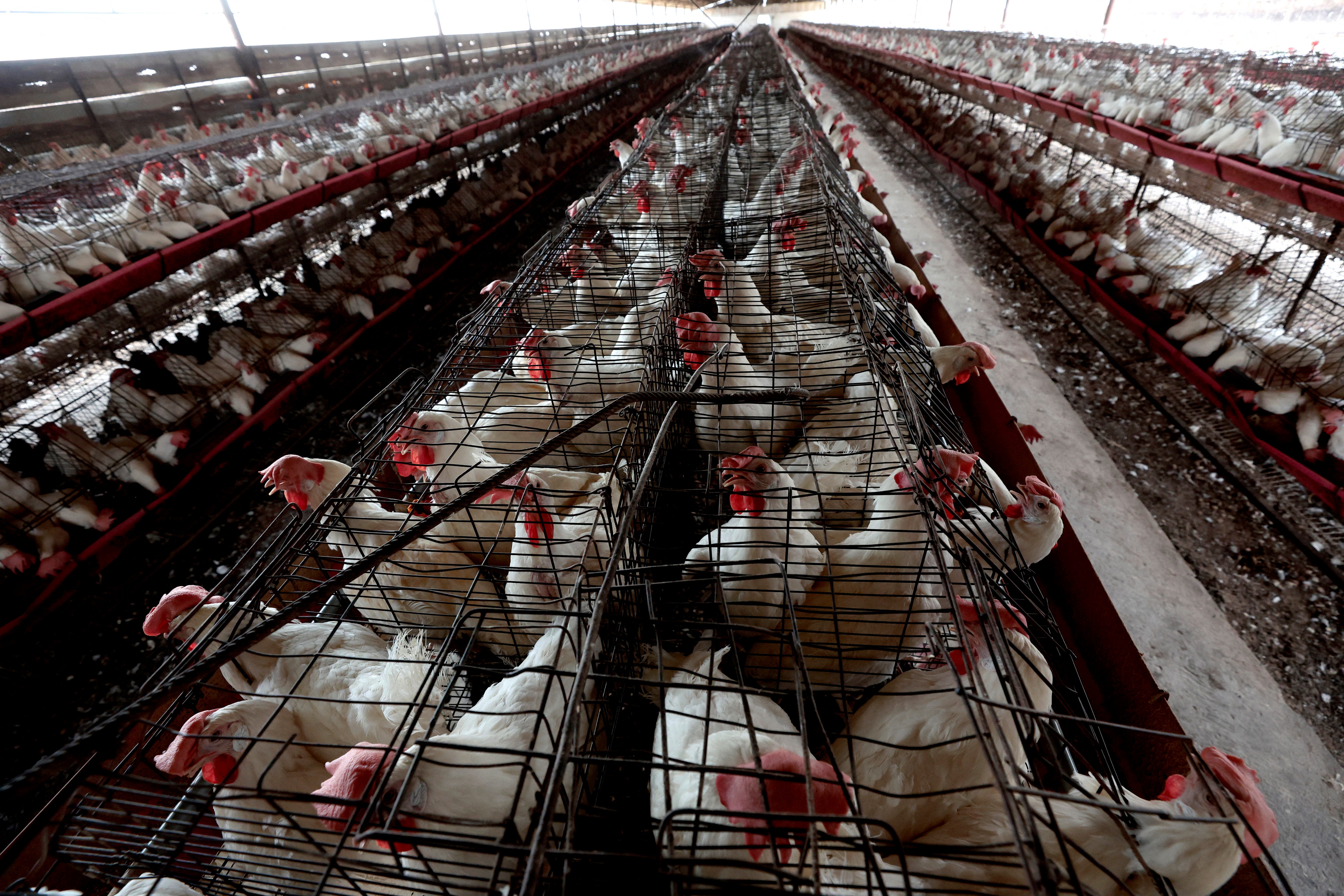 3 Colorado poultry workers catch presumed bird flu as U.S. cases creep upward