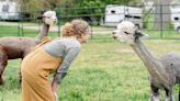 Clark County alpaca farm to host second family fun day