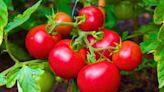 Monty Don shares 3 gardening mistakes to avoid in May when planting tomatoes
