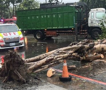 颱風凱米釀災高雄路樹壓死騎士 花蓮大樓女兒牆掉落砸車1死1重傷