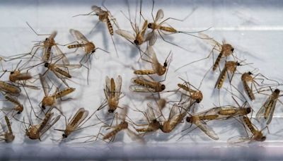 California logs two human cases of West Nile virus in Stanislaus and Yuba Counties