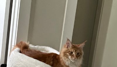 Giant Maine Coon Kitten is Already Too Huge for His Adorable Bunny Cat Bed