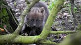 Maned Wolves bring excitement to Yorkshire wildlife park