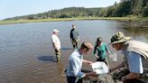 Seabeck green crab find helps launch funding push to fight invasion in Hood Canal and beyond