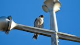 Photos of peregrine falcons in the Coulee Region