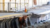 Ricardo, the bull from Newark Penn Station, is back home after surviving an infection