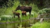 Why Colorado wildlife officials are warning of "unprecedented" animal attacks