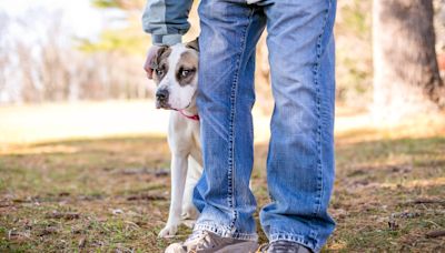 Trainer shares five mistakes you want to avoid making if you have a dog who’s scared of strangers