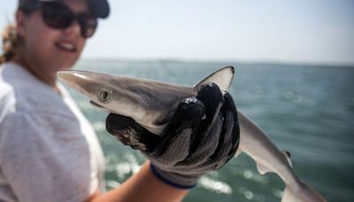 Sharks Swimming in Waters Near Brazil Test Positive for Cocaine, Study Finds