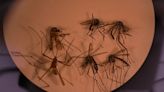 Alertan por cuatro casos de dengue en Hidalgo