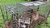 A rabid bobcat bit a Vermonter. What you need to know — and a map of recent years' cases.