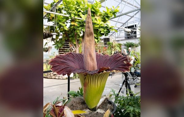 Photos: Corpse flower blooms at Colorado State University