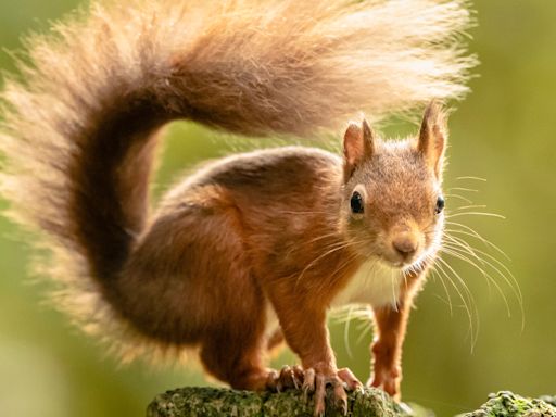 Leprosy ‘may have spread between red squirrels and humans in medieval England’
