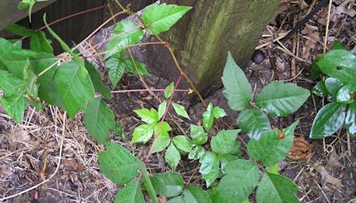 Leaves of three but can’t let them be? Here’s how to tackle your thriving poison ivy