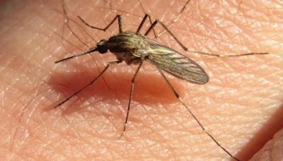 Por qué siguen los mosquitos en el AMBA si bajó la temperatura y los días son fríos