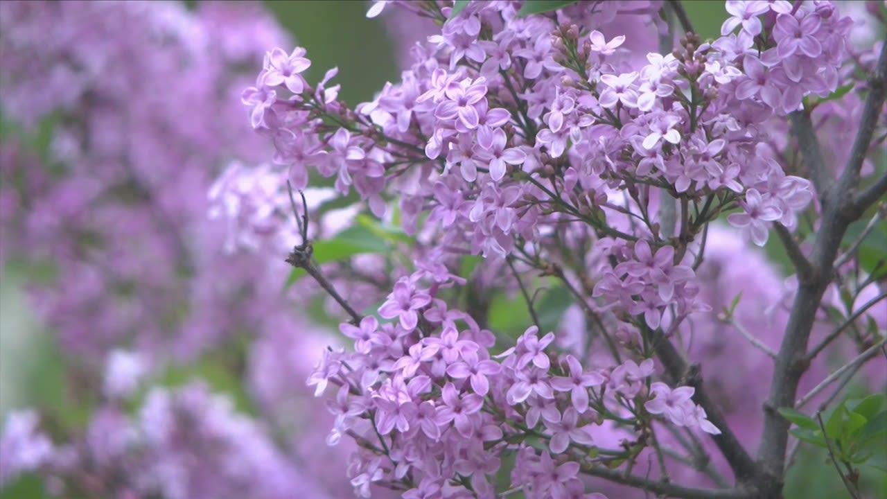 Day three of the 2024 Rochester Lilac Festival: What to expect