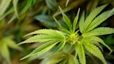 Legal recreational marijuana in Arizona: What you need to know