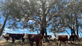 Much of Australia set for warm and dry autumn, weather bureau says