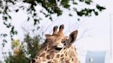 El Paso Zoo's giraffe Gigi is pregnant!