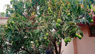 May, June dry spell hits mango crop in Kangra