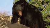 Do bears have natural GPS? A mama bear walks 46 miles back to the ski resort from which she was removed