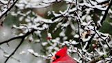 Deep freeze deep sixes this year's Wooster Christmas Bird Count, an event since 1950