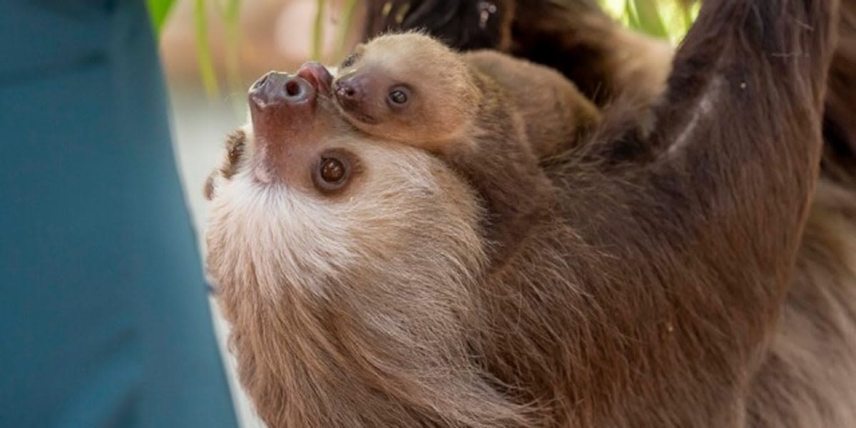 Baby sloth at Palm Beach Zoo needs a name, and you can help