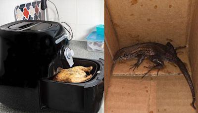 'New Fear Unlocked': Amazon Customer Orders Air Fryer Online, Finds Huge Lizard Inside Parcel; Company Responds