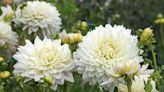 Learn How to Grow and Care for Dinner Plate Dahlia Like a Pro