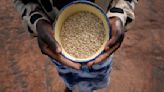 UN eyes revival of millets as global grain uncertainty grows