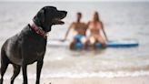 ¿Pueden acceder los perros a las playas con Bandera Azul?