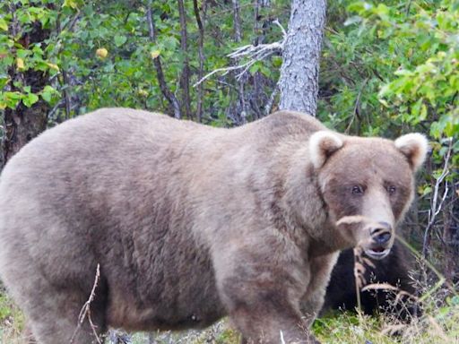 In a thrilling rematch, the winner of Fat Bear Week 2024 is … | CNN