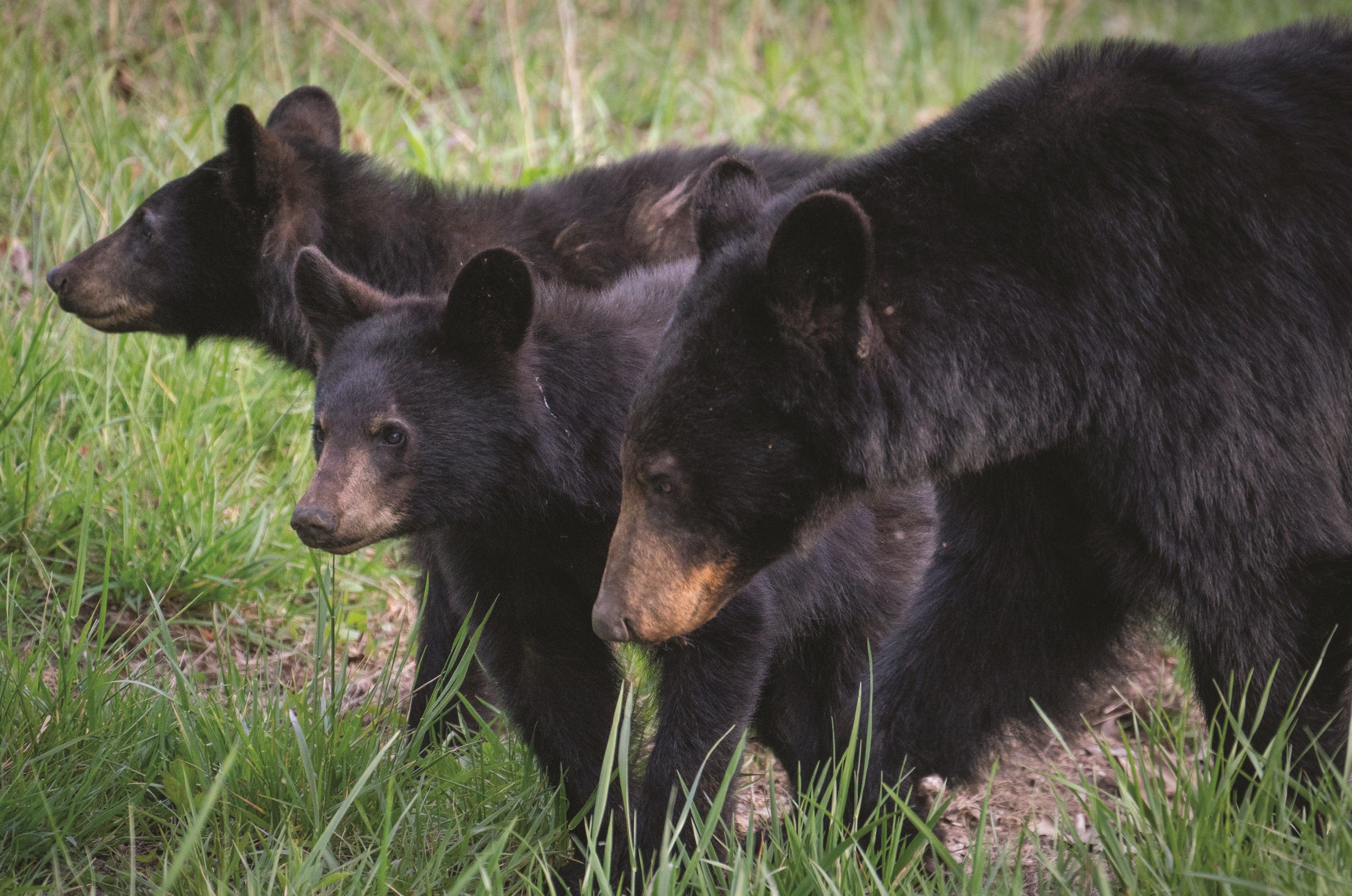 Word from the Smokies: Cities near the park ensure bear, human safety with new trash bins