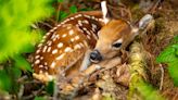 Why do so many baby animals have spots?