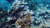 Scientists hope lab-grown coral can save endangered Florida Keys reef