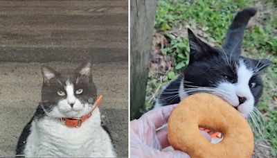 肥貓每天清晨造訪甜甜圈店 影片瘋傳