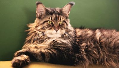 Find Your Mufasa Cat: Adopt This Breed To Rule Your Home