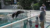 Sea lion escapes from Central Park Zoo pool amid severe New York City flooding