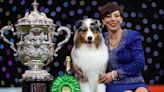 Australian Shepherd wins Best in Show at Crufts amid controversy