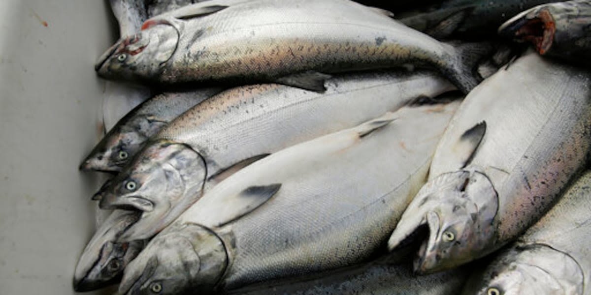 ODFW warns dog owners about deadly salmon poisoning after several cases near Newport