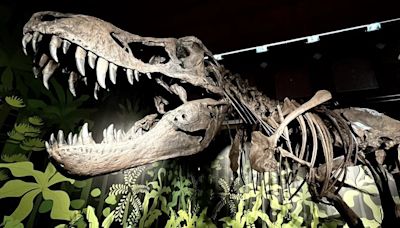 'El cazador jorobado de Cuenca', un dinosaurio que vivió hace 130 millones de años protagoniza una muestra en Alcalá