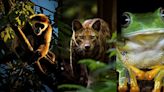 Conoce los animales de la selva que se encuentran en peligro de extinción en 2024, según biólogo