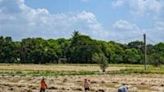 Farmers work in a rice field in Bulacan in the Philippines